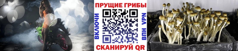 сколько стоит  Верхний Тагил  Псилоцибиновые грибы MAGIC MUSHROOMS 